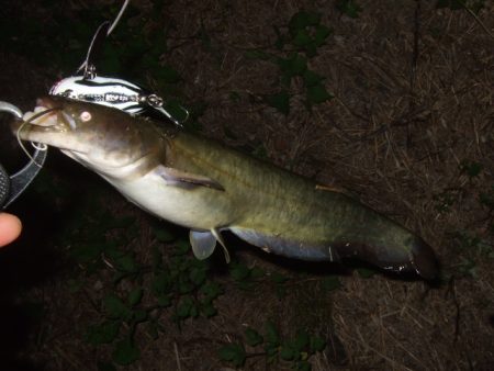 8月最後のナマズ