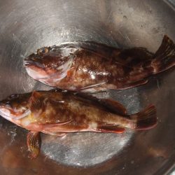 ベイトは多いもののアタリは少ない