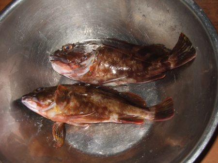 ベイトは多いもののアタリは少ない