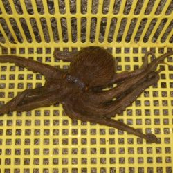 タコ～太刀魚の2プラン釣行