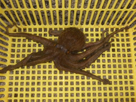 タコ～太刀魚の2プラン釣行