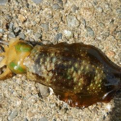 ショートでアオリ