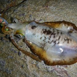 アジがだめでイカ