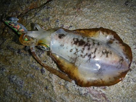 アジがだめでイカ