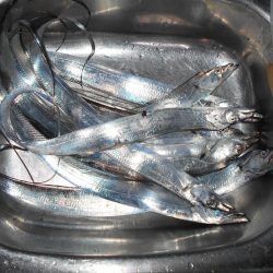 ジグパラサーフで色々と♪。