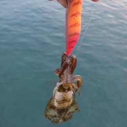 台風接近前にちょっとだけエギング