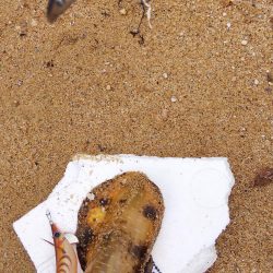 雨の合間の釣行