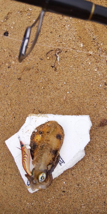 雨の合間の釣行