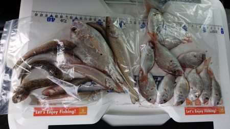 タチウオ釣り、キス釣り