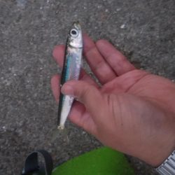 ジギングサビキで大物狙いのはずがイワシ大量