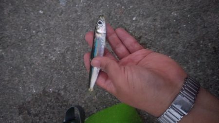 ジギングサビキで大物狙いのはずがイワシ大量