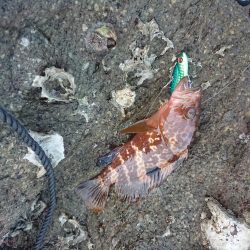 チニング&ロックフィッシュ