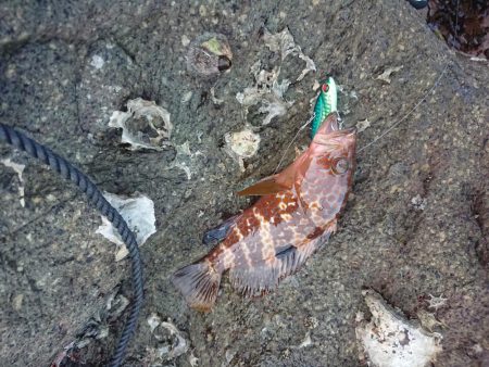 チニング&ロックフィッシュ