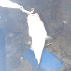 ちびっこ入れ食い