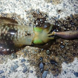 雨上がりに出撃