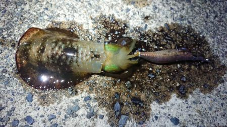 雨上がりに出撃