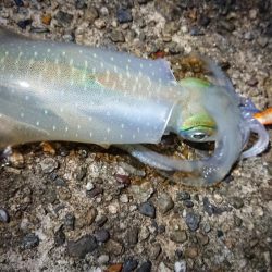 仕事終わりエギング