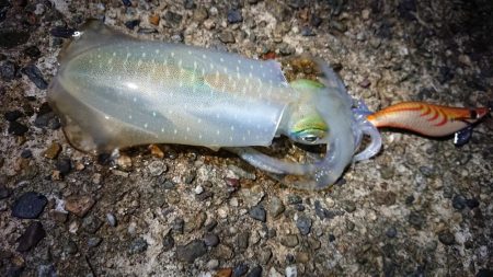 仕事終わりエギング