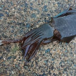 仕事終わりエギング