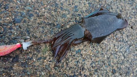 仕事終わりエギング