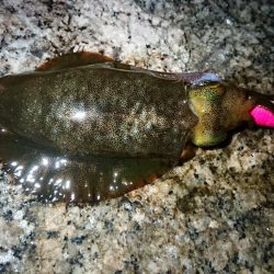 朝マズメエギング