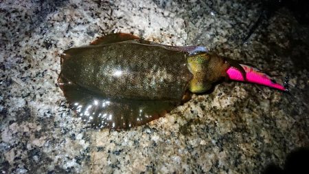 朝マズメエギング