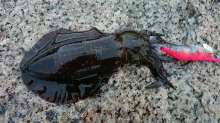 ２日連続朝マズメエギング