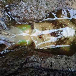 夕マズメエギング