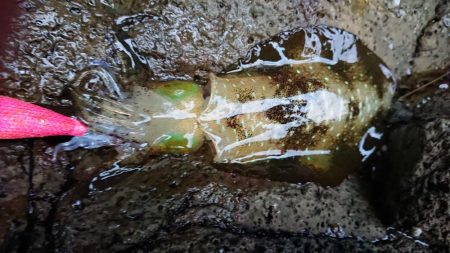 夕マズメエギング