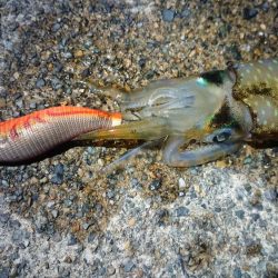 仕事終わりに出撃