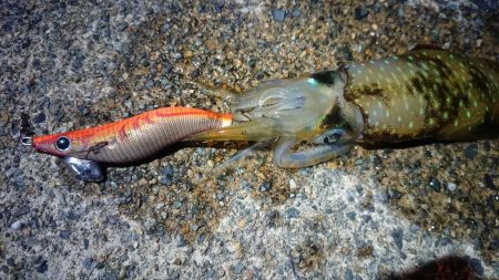 仕事終わりに出撃