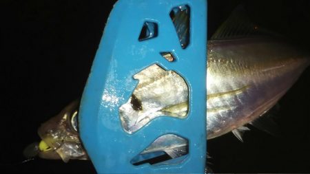 久々のアジング