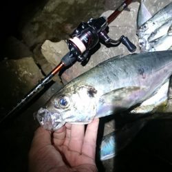 尺~越えてたよアジング