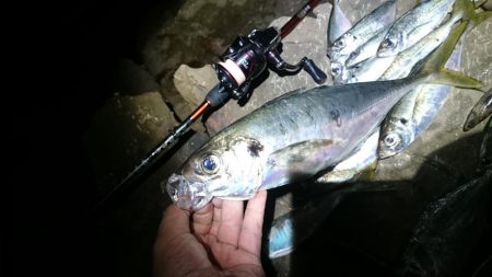 尺~越えてたよアジング