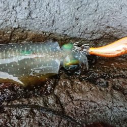 台風前の朝マズメ