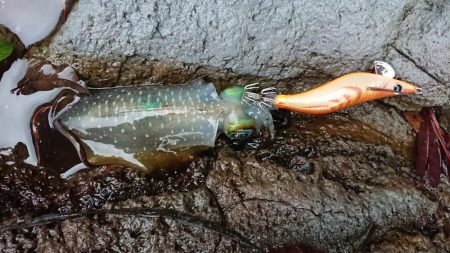 台風前の朝マズメ