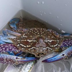 サゴシがミノーで。泳がせには思わぬ獲物が！