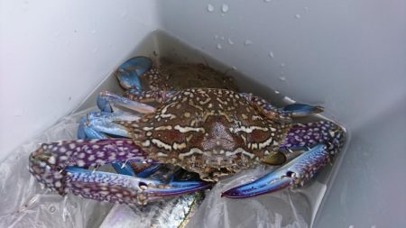 サゴシがミノーで。泳がせには思わぬ獲物が！