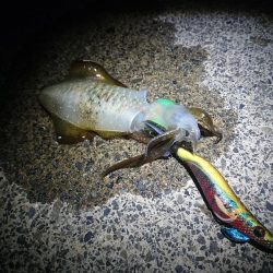 敦賀秋イカ開幕