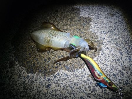 敦賀秋イカ開幕