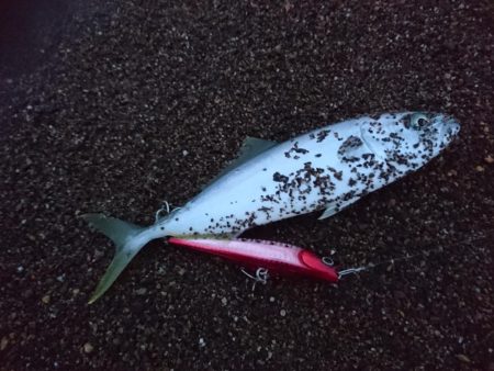 サーフで小型青物GET