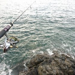 イカと根魚と私