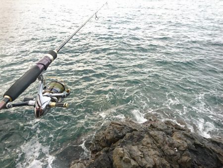 イカと根魚と私
