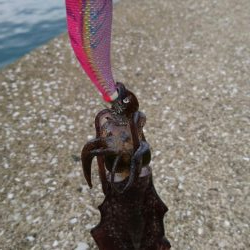 近場で新子調査