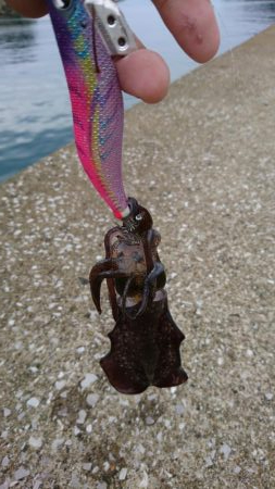 近場で新子調査