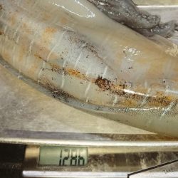 新子時期なのに。