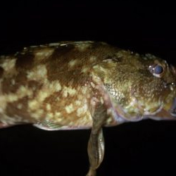 台風前の弾丸釣行