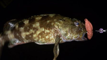 台風前の弾丸釣行