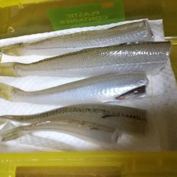 キス5、ハゼ？3