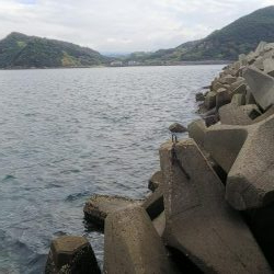 teamゲッソー調査隊